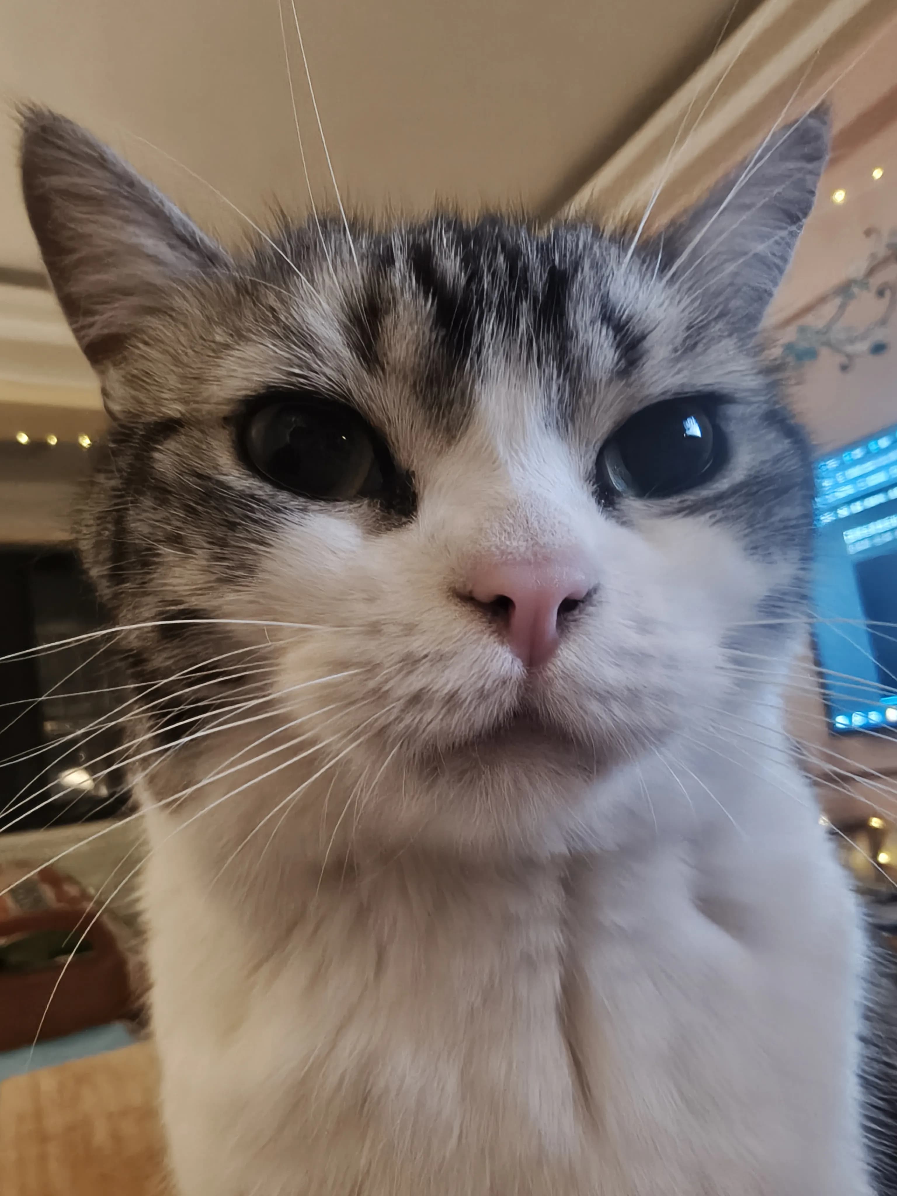 Capoo 本猫照片 1