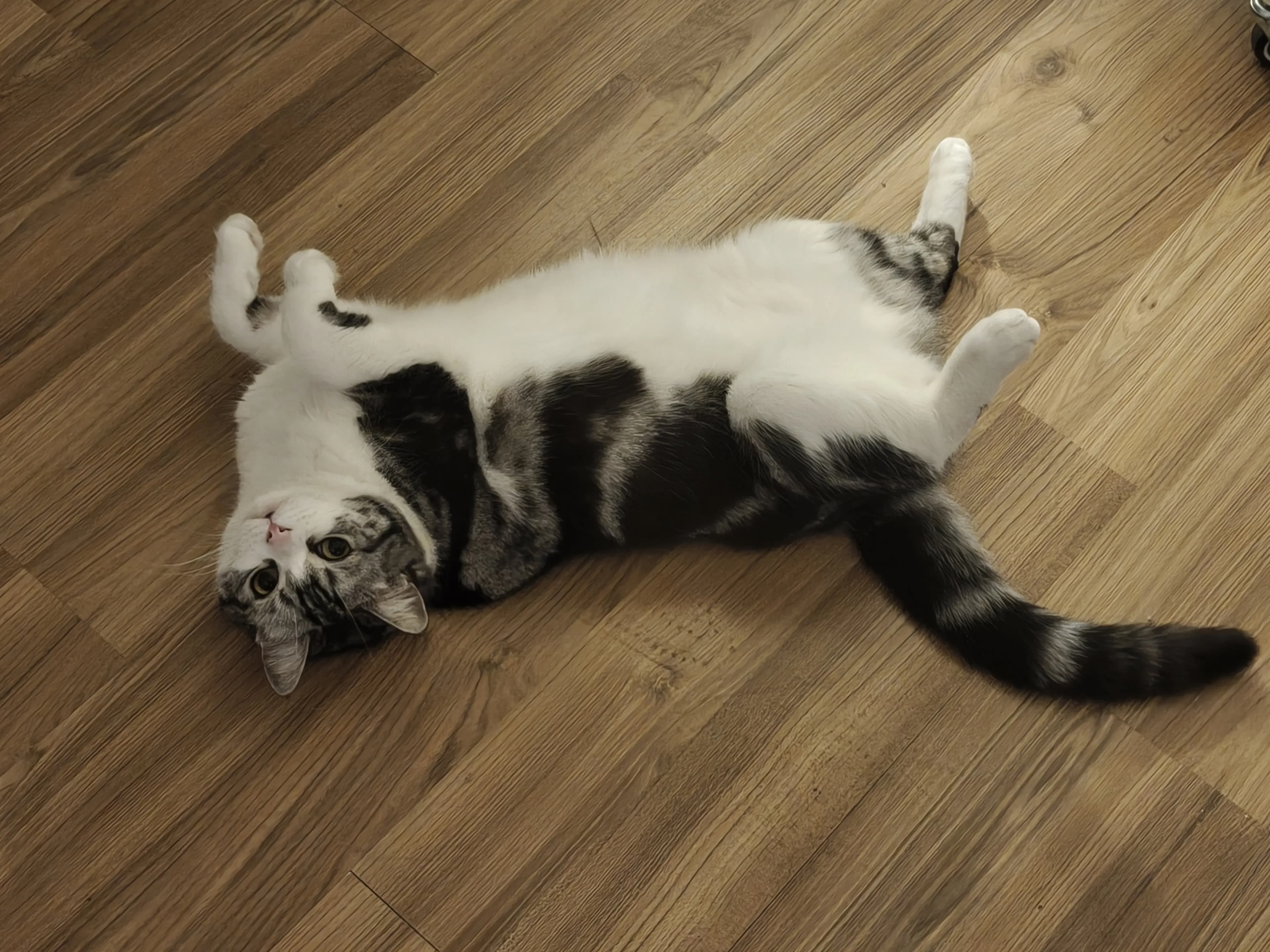 Capoo 本猫照片 2