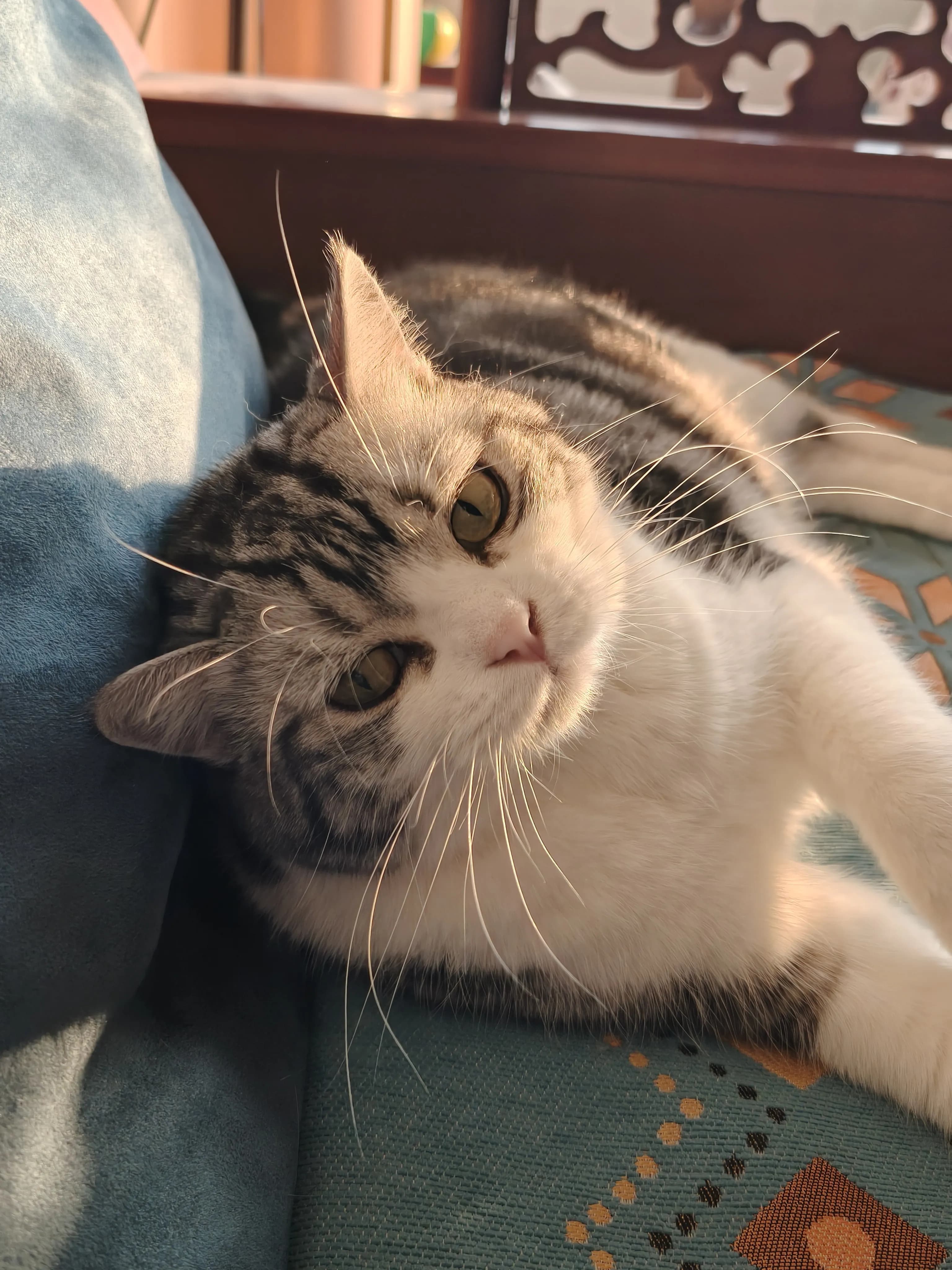 Capoo 本猫照片 4